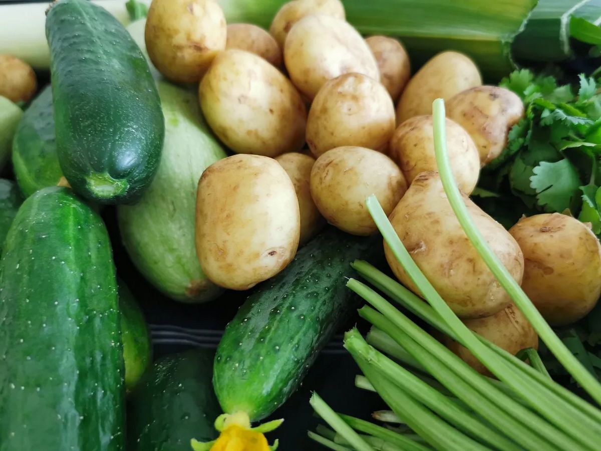 Огурцы и картофель на даче