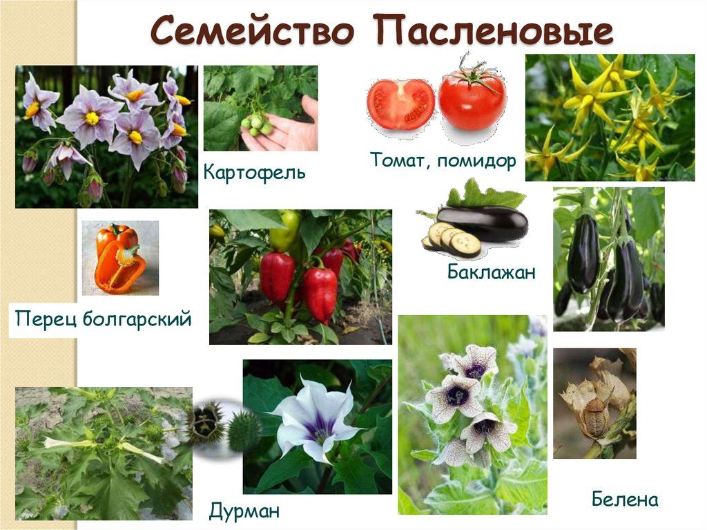 Растения семейства паслёновых
